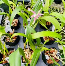 Image result for Kleinia garciana