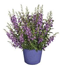 Image result for Angelonia