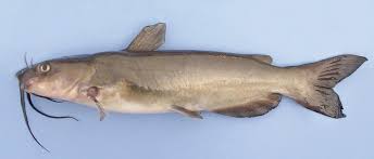 It was captured on august 1, 1951 in new york, usa. Catfishes And Bullheads