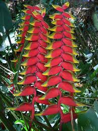 Pin On Florida Tropical Garden