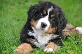 Contact illinois bernese mountain dog breeders near you using our free bernese mountain dog breeder search tool below! Bernese Mountain Dog Puppies Online Shopping Mall Find The Best Prices And Places To Buy