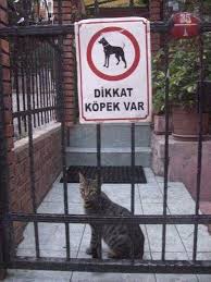 Nur Adli Kullanicinin Ilginc Goruntuler Projeler Panosundaki Pin Fotograf Kedi Kopek Komik
