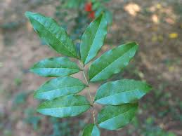 Image result for Olax pentandra