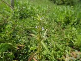 Image result for Dyschoriste multicaulis