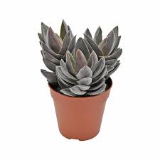 Image result for Crassula alba
