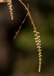 Image result for Microcoelia exilis