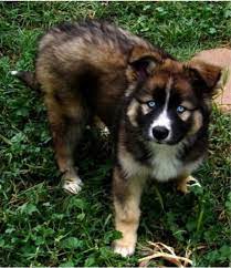 German shepherd puppies for sale! German Shepherd Husky Mix Puppies For Sale California Pets Lovers