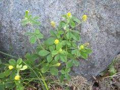 Here are some of the most commonly seen weeds: Common Weeds