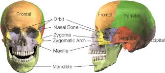 Image result for Frontal Bone