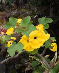 Image result for Monodora grandidieri