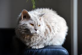 En Sakin 10 Kedi Cinsi Miyavliyo