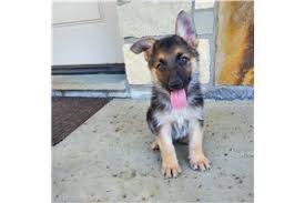 Get in touch today to learn more. German Shepherd Puppies For Sale From Tulsa Oklahoma Breeders
