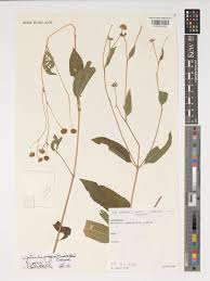 Image result for Lipotriche