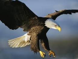 An American Bald Eagle Lunges Toward Its Prey Below The Water Photographic Print Klaus Nigge Art Com Bald Eagle American Bald Eagle Eagles Poster