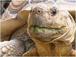 Blog On Sulcata Tortoise Hatchling And Mediterranean Tortoises