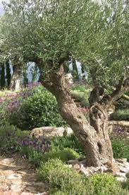 Pin On Garden Outdoor