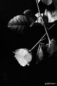Kali ini akan dibagikan kumpulan gambar one piece yang lucu, keren dan bagus, serta dalam versi 3d atau versi hitam putih, diambil dari berbagai sumber dan fansart. Wallpaper Mawar White Monochrome Photography Leaf Black And White Black Still Life Photography Monochrome Branch Flower Photography 1852165 Wallpaperkiss