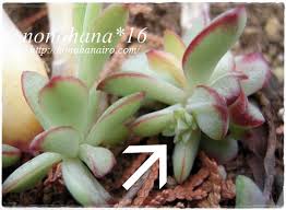 恐るべし生命力 花うららの葉挿しからお花咲くの巻 多肉植物 Nonohana色