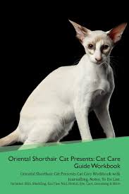 While their gene pool is connected back to thailand, this breed was actually developed in the united states. Oriental Shorthair Cat Presents Cat Care Guide Workbook Oriental Shorthair Cat Presents Cat Care Workbook With Journalling Notes To Do List Includ Amazon De Cat Productive Fremdsprachige Bucher