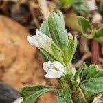 Image result for Asystasia mysorensis