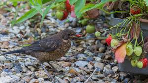 If you freeze them, they make excellent treats! Keeping Birds From Eating Your Berries