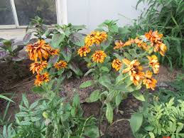 Image result for Rothia hirsuta