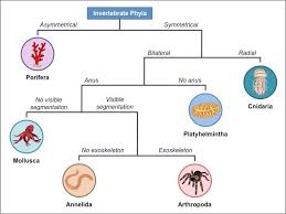 Dichotomous Keys Bioninja