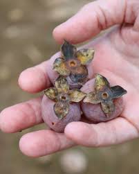 Image result for Vepris drummondii