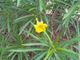Yellow Oleander Petal Botanical Name Cascabela Thevetica Type Flower Other Name Sanskrit India Karavirah Hind Types Of Flowers Fruit Flowers Plants