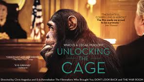 White bird in a golden cage: Unlocking The Cage