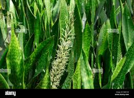 Image result for Sansevieria hyacinthoides