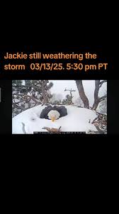 Jackie and Shadow Update: Weathering the Storm