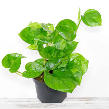 Image result for Epipremnum en casa