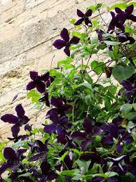Petioles to 10 cm long; Clematis Viticella Black Prince Clematis Plants Clematis Flower Flowers Perennials