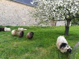 Nur hat der gesetzgeber die änderung der klimatischen. Im Team Schafe Auf Der Streuobstwiese Ein Kleiner Schaferfuhrerschein Naturerlebnis Werkstatt Alsdorf