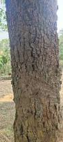 Image result for Pachylobus edulis