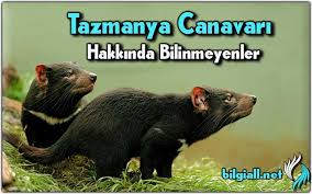 Eski bir çizgi film karakteri olan taz bu oyunumuzda sizlerin karşısına tazmanya canavarı adada oyununa başlamak için play butonuna basıyorsunuz. Tazmanya Canavari Hakkinda Bilinmeyenler