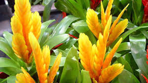 How to care for bromeliads. How To Care For Bromeliads Rayagarden