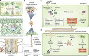 A lingam with a swastika at the katas raj temples in northern pakistan. Iron Homeostasis And Plant Immune Responses Recent Insights And Translational Implications Journal Of Biological Chemistry