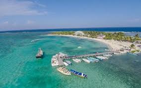 Image result for Wajira grahamiana