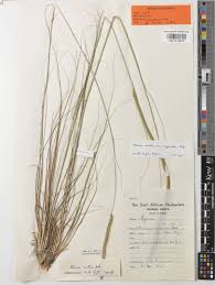 Image result for Ctenium longiglume