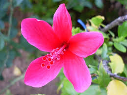 Bunga gambar mewarnai download gambar mewarnai bunga kembang sepatu gambar bunga sakura untuk diwarnai mewarnai taman bunga. Sketsa Gambar Bunga Sepatu Mewarnai Gambar