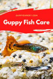 Guppy Fish Care Guide Guppy Fish Fish Care Tropical Freshwater Fish