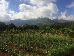 The mild climate prevalent in most of the state is extremely favorable for all forms of crop pest to flourish (weeds, insects and diseases). Ipm Packages For Vegetable Crops East Africa Vegetable Integrated Pest Management Ipm Innovation Lab Il