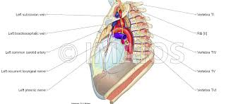 Learn about mediastinal masses (growths in the part of the chest that separates the lungs) from cleveland clinic. Mediastinum Anatomical Illustrations