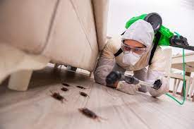 Termite treatment in dallas fort worth. Ocad19oen73e1m