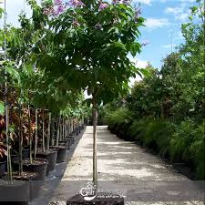 Image result for Lagerstroemia speciosa