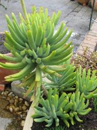 Check spelling or type a new query. Cotyledon Orbiculata Var Flanaganii Succulents Planting Succulents Succulent Gardening