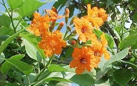 Image result for Geigeria africana