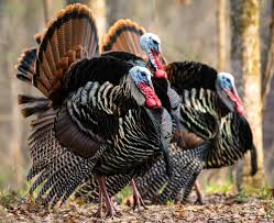 Read summary information about turkey from ottoman days to modern republic, population, culture. Turkey